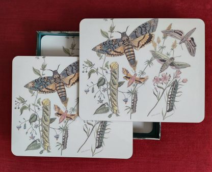 Privet Hawk 2 Tablemats